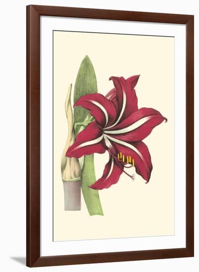 Amaryllis Blooms I-Van Houtteano-Framed Art Print