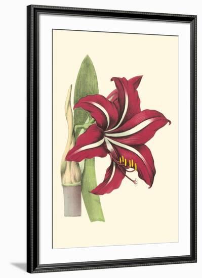 Amaryllis Blooms I-Van Houtteano-Framed Art Print