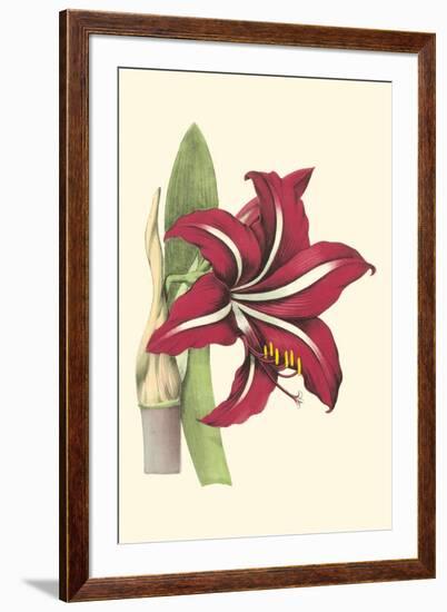 Amaryllis Blooms I-Van Houtteano-Framed Art Print