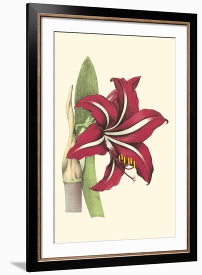 Amaryllis Blooms I-Van Houtteano-Framed Art Print