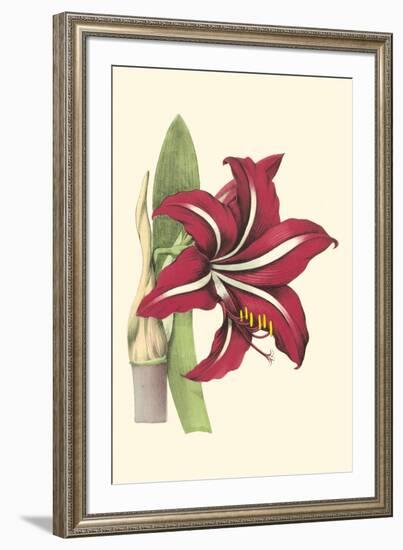 Amaryllis Blooms I-Van Houtteano-Framed Art Print