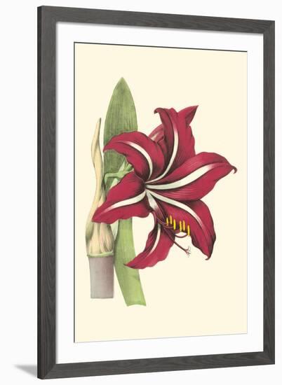 Amaryllis Blooms I-Van Houtteano-Framed Art Print