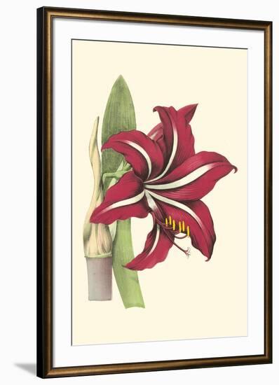 Amaryllis Blooms I-Van Houtteano-Framed Art Print