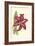 Amaryllis Blooms I-Van Houtteano-Framed Art Print