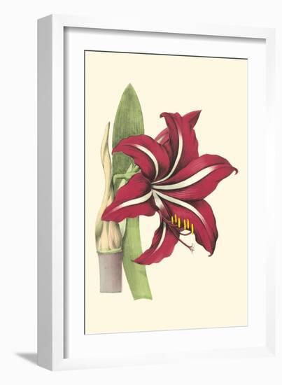 Amaryllis Blooms I-Van Houtteano-Framed Art Print