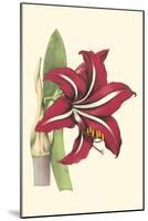 Amaryllis Blooms I-Van Houtteano-Mounted Art Print