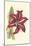 Amaryllis Blooms I-Van Houtteano-Mounted Art Print