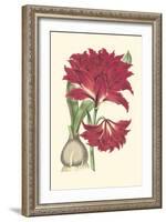 Amaryllis Blooms II-Van Houtteano-Framed Art Print