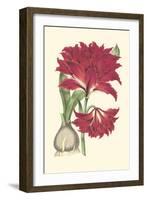Amaryllis Blooms II-Van Houtteano-Framed Art Print