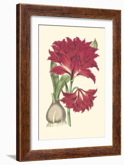 Amaryllis Blooms II-Van Houtteano-Framed Art Print