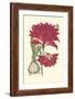 Amaryllis Blooms II-Van Houtteano-Framed Art Print
