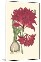 Amaryllis Blooms II-Van Houtteano-Mounted Art Print