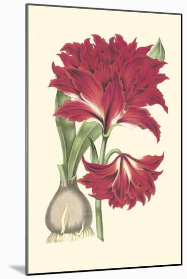 Amaryllis Blooms II-Van Houtteano-Mounted Art Print