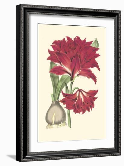 Amaryllis Blooms II-Van Houtteano-Framed Art Print