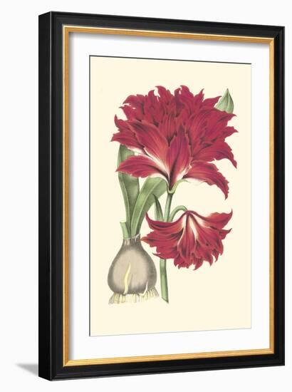 Amaryllis Blooms II-Van Houtteano-Framed Art Print