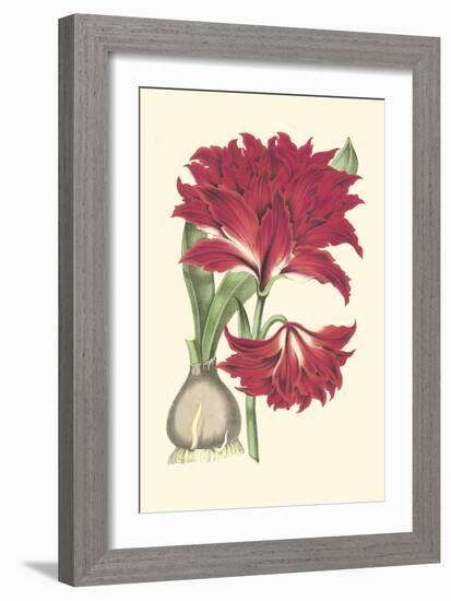 Amaryllis Blooms II-Van Houtteano-Framed Premium Giclee Print