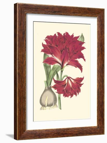Amaryllis Blooms II-Van Houtteano-Framed Premium Giclee Print