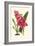 Amaryllis Blooms III-Van Houtteano-Framed Premium Giclee Print