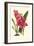 Amaryllis Blooms III-Van Houtteano-Framed Premium Giclee Print