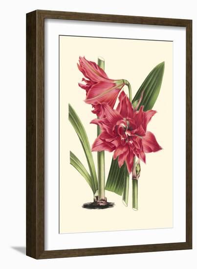 Amaryllis Blooms III-Van Houtteano-Framed Premium Giclee Print