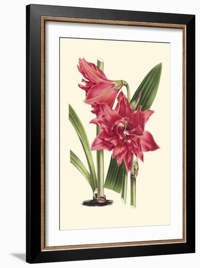Amaryllis Blooms III-Van Houtteano-Framed Premium Giclee Print