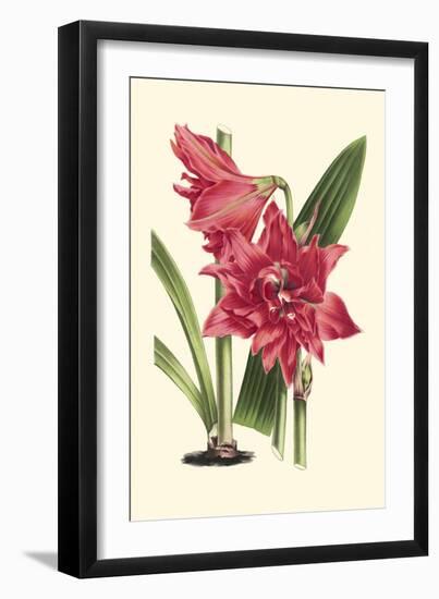 Amaryllis Blooms III-Van Houtteano-Framed Premium Giclee Print