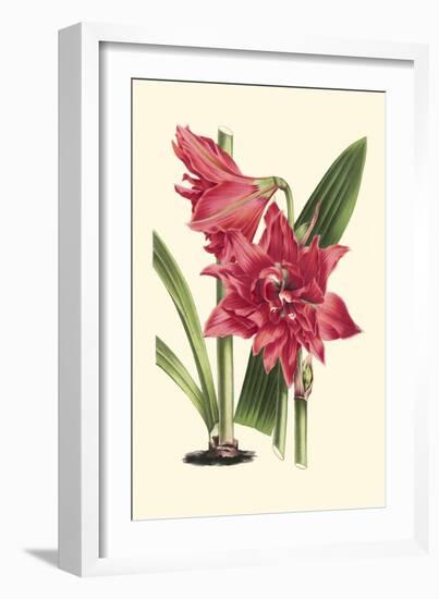 Amaryllis Blooms III-Van Houtteano-Framed Premium Giclee Print