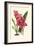 Amaryllis Blooms III-Van Houtteano-Framed Premium Giclee Print