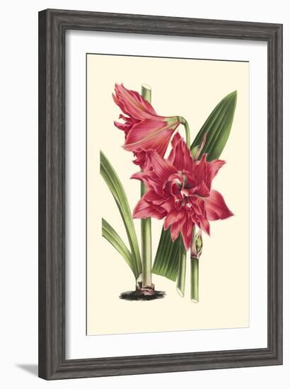 Amaryllis Blooms III-Van Houtteano-Framed Art Print