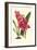 Amaryllis Blooms III-Van Houtteano-Framed Art Print
