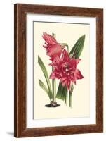 Amaryllis Blooms III-Van Houtteano-Framed Art Print