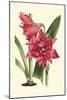 Amaryllis Blooms III-Van Houtteano-Mounted Art Print