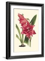 Amaryllis Blooms III-Van Houtteano-Framed Art Print