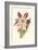 Amaryllis Blooms IV-Van Houtteano-Framed Premium Giclee Print