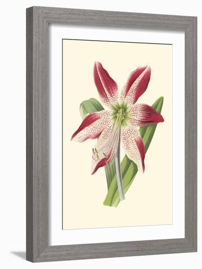 Amaryllis Blooms IV-Van Houtteano-Framed Premium Giclee Print