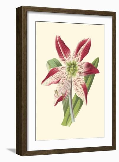 Amaryllis Blooms IV-Van Houtteano-Framed Premium Giclee Print