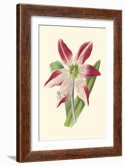 Amaryllis Blooms IV-Van Houtteano-Framed Premium Giclee Print