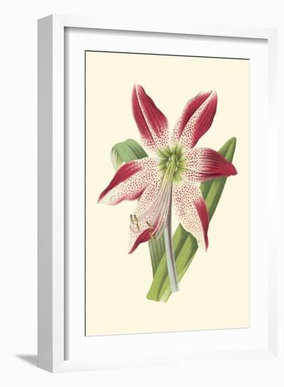 Amaryllis Blooms IV-Van Houtteano-Framed Premium Giclee Print