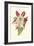 Amaryllis Blooms IV-Van Houtteano-Framed Premium Giclee Print