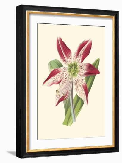 Amaryllis Blooms IV-Van Houtteano-Framed Premium Giclee Print