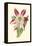 Amaryllis Blooms IV-Van Houtteano-Framed Stretched Canvas