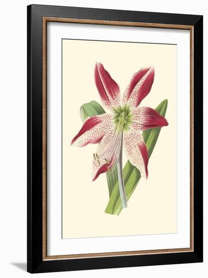 Amaryllis Blooms IV-Van Houtteano-Framed Art Print