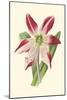 Amaryllis Blooms IV-Van Houtteano-Mounted Art Print
