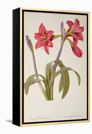 Amaryllis Brasiliensis, from `Les Liliacees' by Pierre Redoute, 8 Volumes, Published 1805-16,-Pierre-Joseph Redouté-Framed Premier Image Canvas