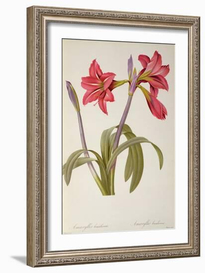 Amaryllis Brasiliensis, from `Les Liliacees' by Pierre Redoute, 8 Volumes, Published 1805-16,-Pierre-Joseph Redouté-Framed Giclee Print