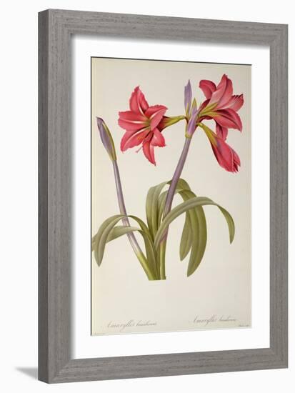 Amaryllis Brasiliensis, from `Les Liliacees' by Pierre Redoute, 8 Volumes, Published 1805-16,-Pierre-Joseph Redouté-Framed Giclee Print