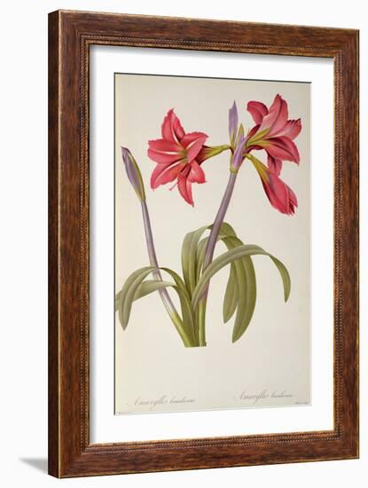 Amaryllis Brasiliensis, from `Les Liliacees' by Pierre Redoute, 8 Volumes, Published 1805-16,-Pierre-Joseph Redouté-Framed Giclee Print