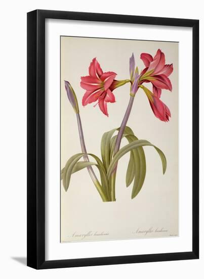 Amaryllis Brasiliensis, from `Les Liliacees' by Pierre Redoute, 8 Volumes, Published 1805-16,-Pierre-Joseph Redouté-Framed Giclee Print