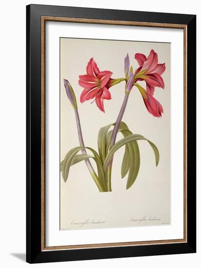 Amaryllis Brasiliensis, from `Les Liliacees' by Pierre Redoute, 8 Volumes, Published 1805-16,-Pierre-Joseph Redouté-Framed Giclee Print