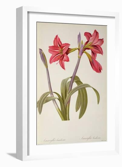 Amaryllis Brasiliensis, from `Les Liliacees' by Pierre Redoute, 8 Volumes, Published 1805-16,-Pierre-Joseph Redouté-Framed Giclee Print